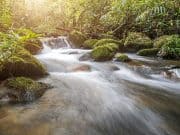 How To Find And Purify Water In The Wild Find Water In The Wild